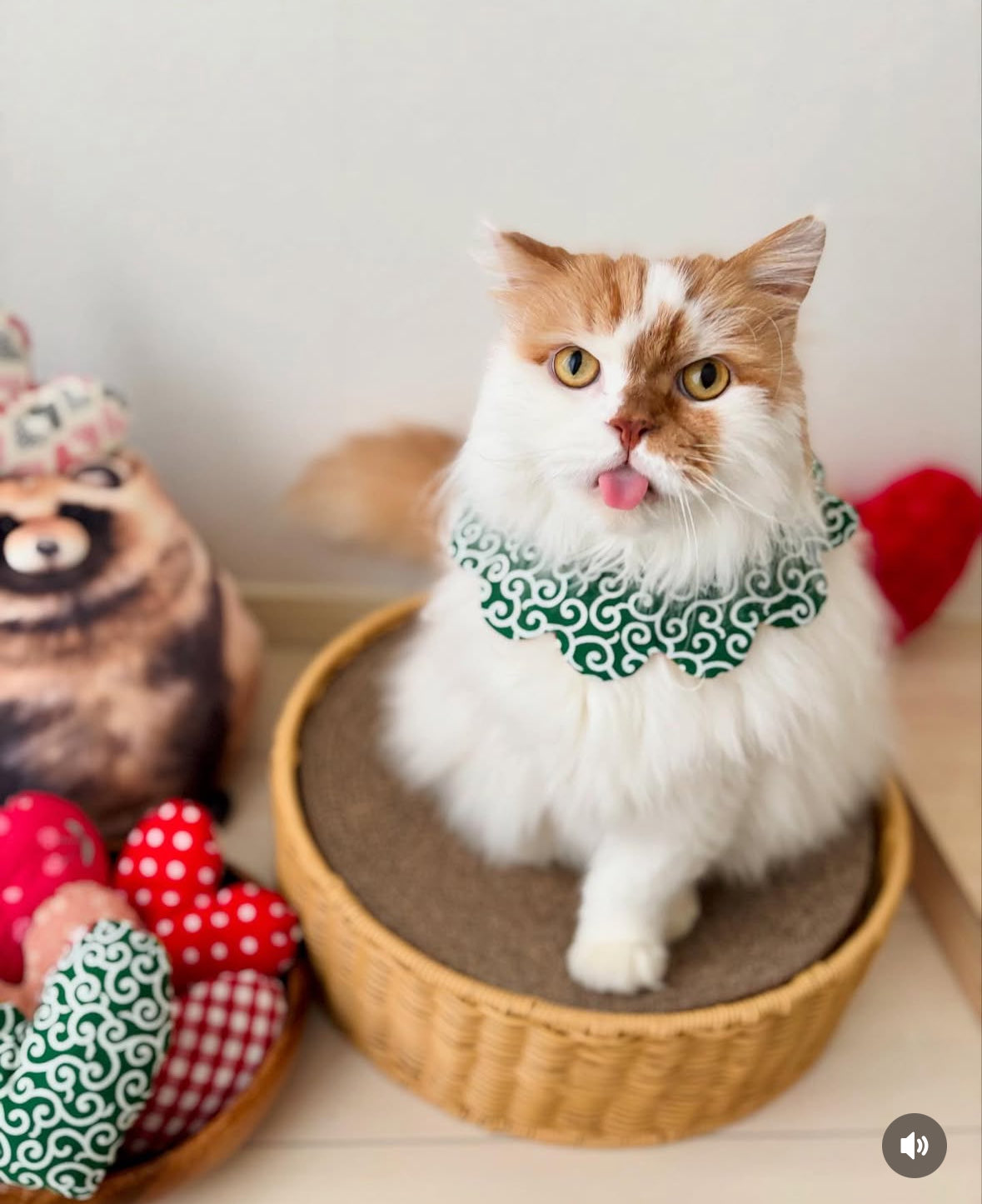 ✨めーこ✨ みけ@紅楼夢G-04ab (@mike_ne) / X