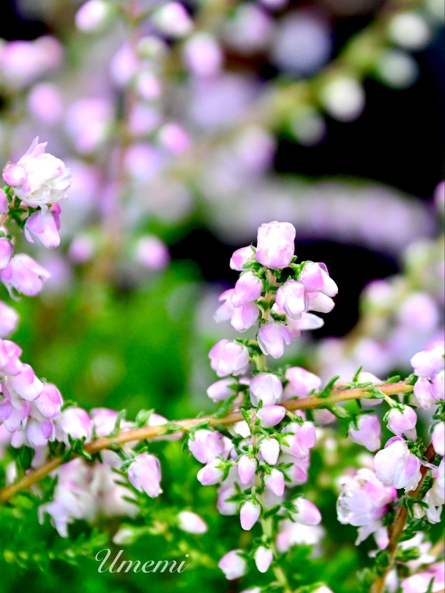 来夢来人 (@YxJTlKN6BDVgi2a) / Posts / X