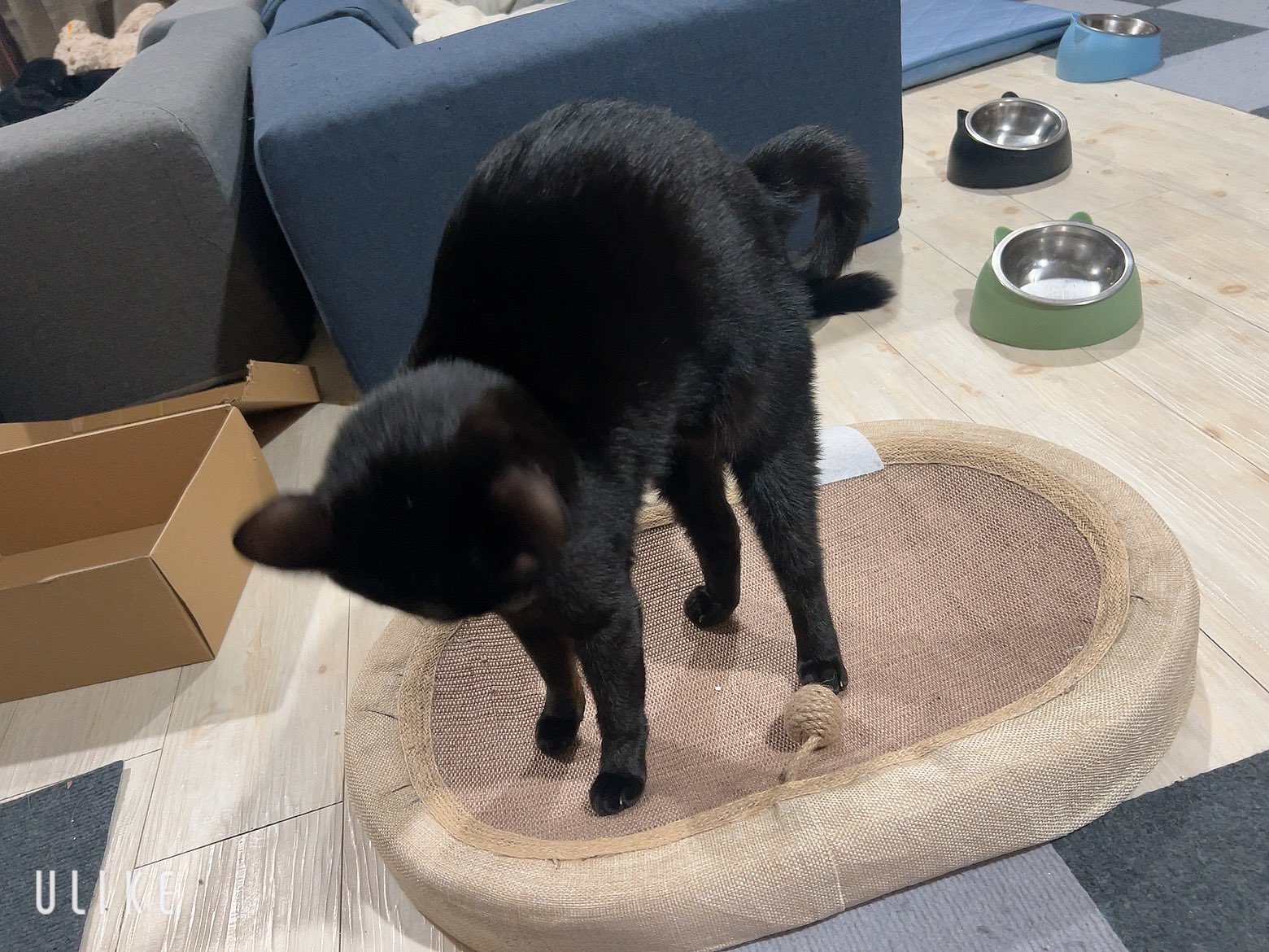 黒猫3 Haruto Douzen、「黒猫三兄弟」を配信開始｜THE MAGAZINE