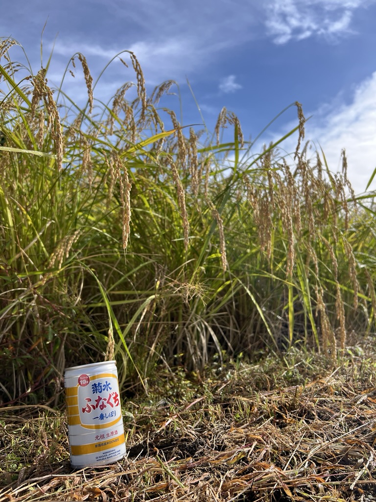 KIKUSUI_PR's tweet image. おはようございます。本日の新発田の天気は晴れ🌞
菊水本社裏田んぼの稲穂がふなぐちと同じ金色に輝いております。

#新潟 #菊水 #稲刈り #ふなぐち #イマソラ