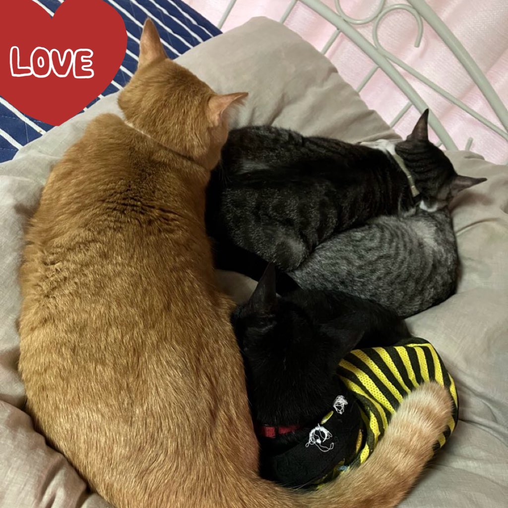 ねこのらくがき+朝のフィーバータイムねこ、他の猫にパンチくらわした後のねこ、パンチくらわした子以外集まってたねこだんごです 