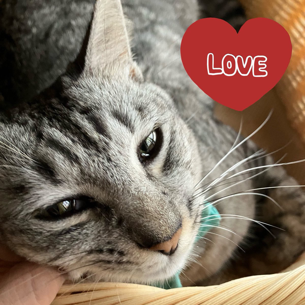 ねこのらくがき+朝のフィーバータイムねこ、他の猫にパンチくらわした後のねこ、パンチくらわした子以外集まってたねこだんごです 