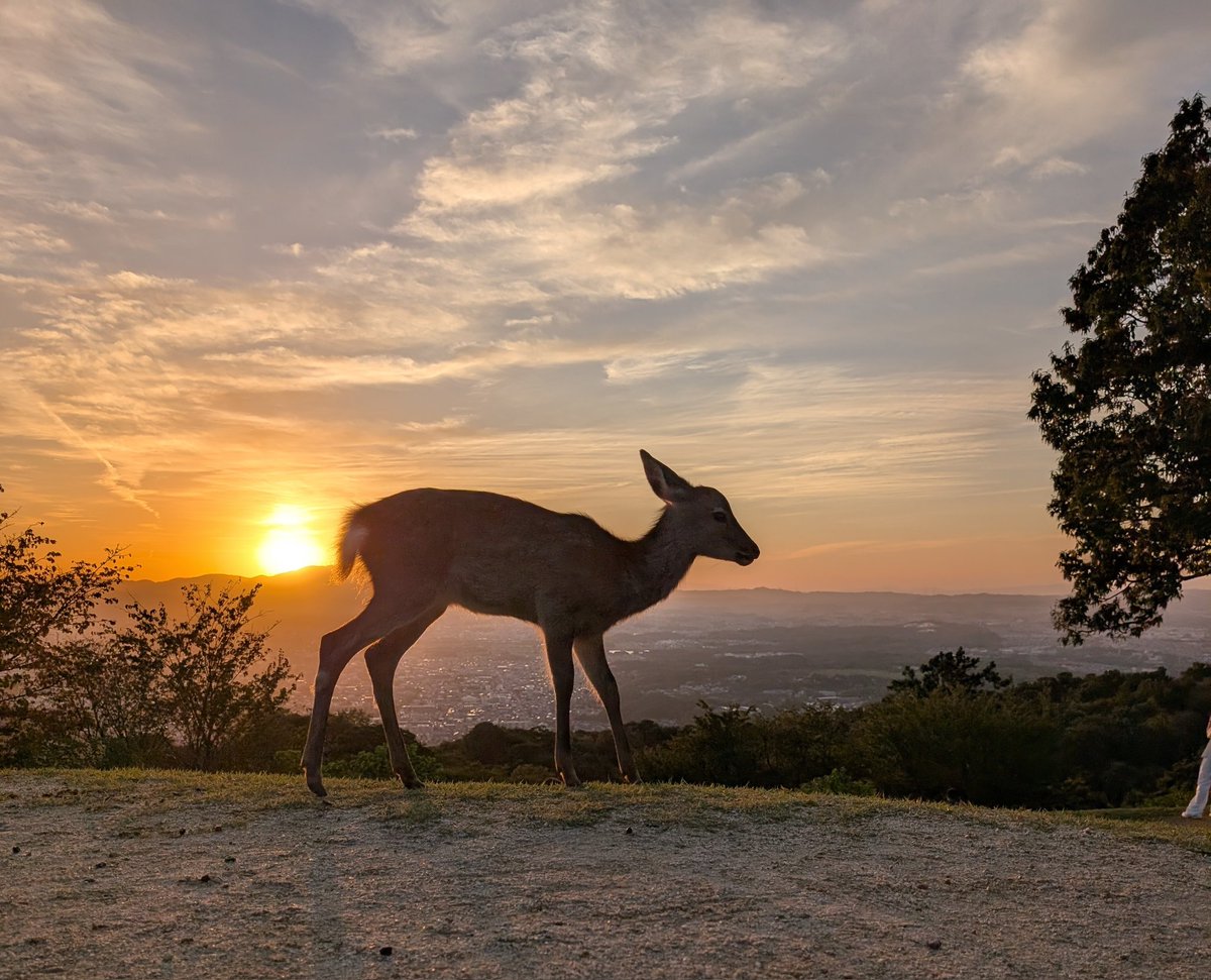 chosan1114's tweet image. 今週の私のエンジェルは、夕暮れ時の若草山でたたずむ鹿たちです🫎夕陽を背にした鹿たちはとても神々しくもありましたね☺️若草山、結構久しぶりに来ましたが、ここも外国人がたくさん来られてました〜😳 #かぶりつきはらだ