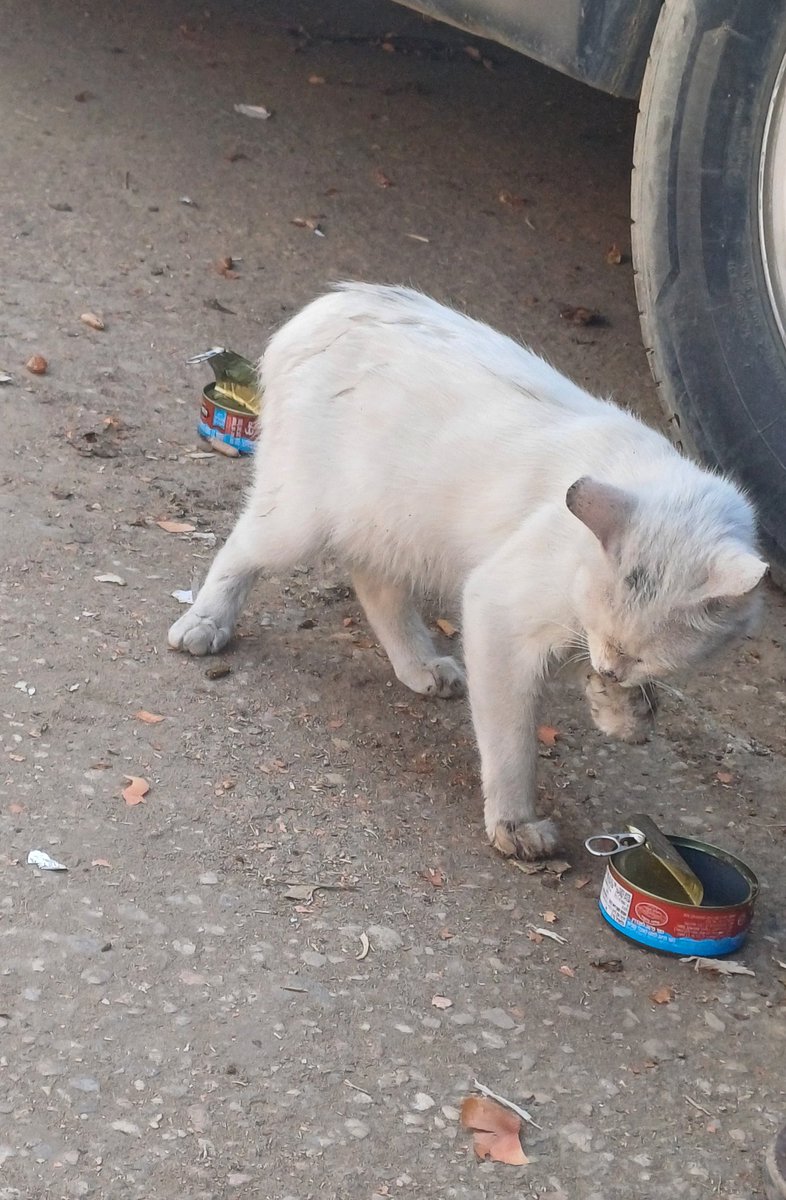 On my way to the market, I saw a little cat running in fear between people and cars,
searching for just a bit of food 🥺

I bought her two cans of tuna and fed her…
Her eyes were trembling, but my heart was filled with warmth and indescribable happiness ❤️🐾

Kindness… the