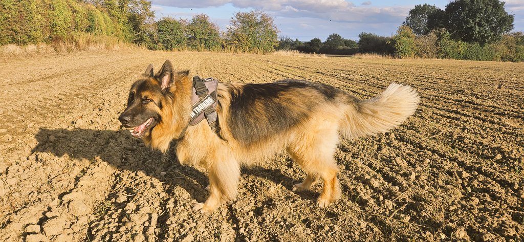 Forever our perfect boy. He's having a tough time at the moment but things will get better. ❤️