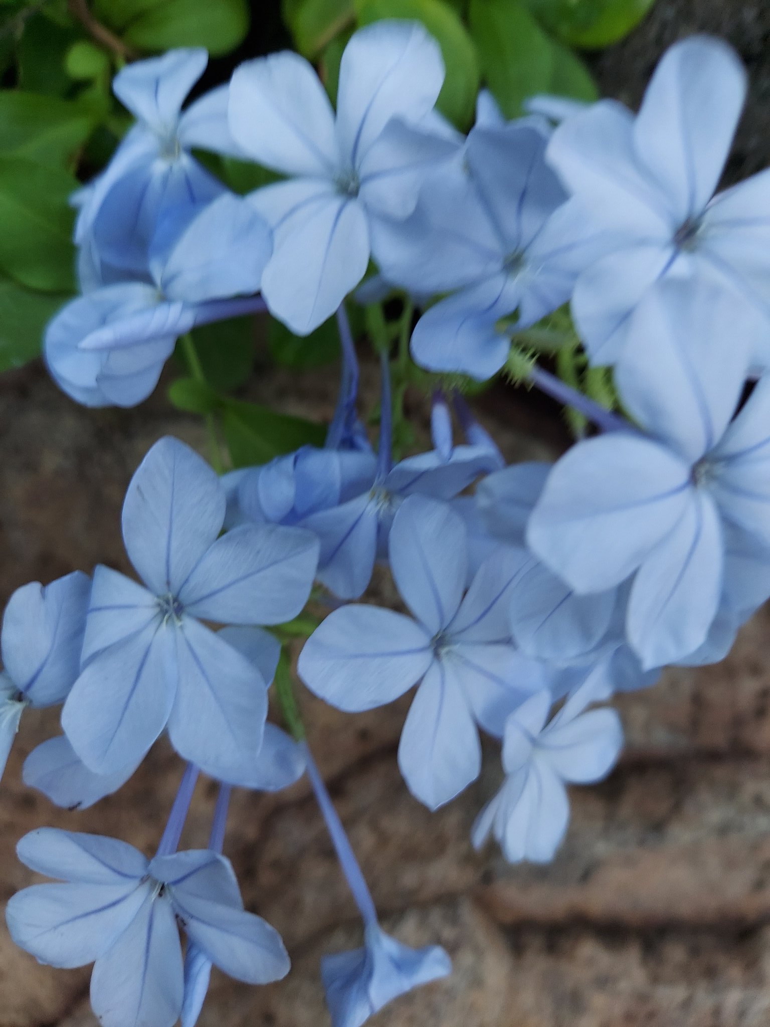 ひとアンズ🦥 on X: 