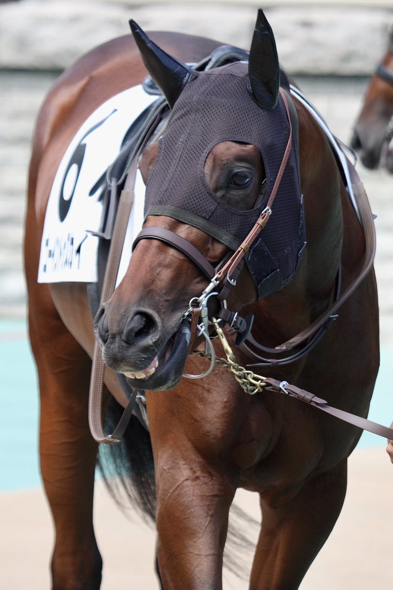 1_rino_1's tweet image. 2025.10.5 東京競馬場

コントレイル産駒のデビュー戦勝利
目の前で勝ってくれるのはやっぱり嬉しい！
次に向けて元気に頑張ってね🫶🏻

#ゴーイントゥスカイ
#コントレイル産駒
#上原佑紀厩舎