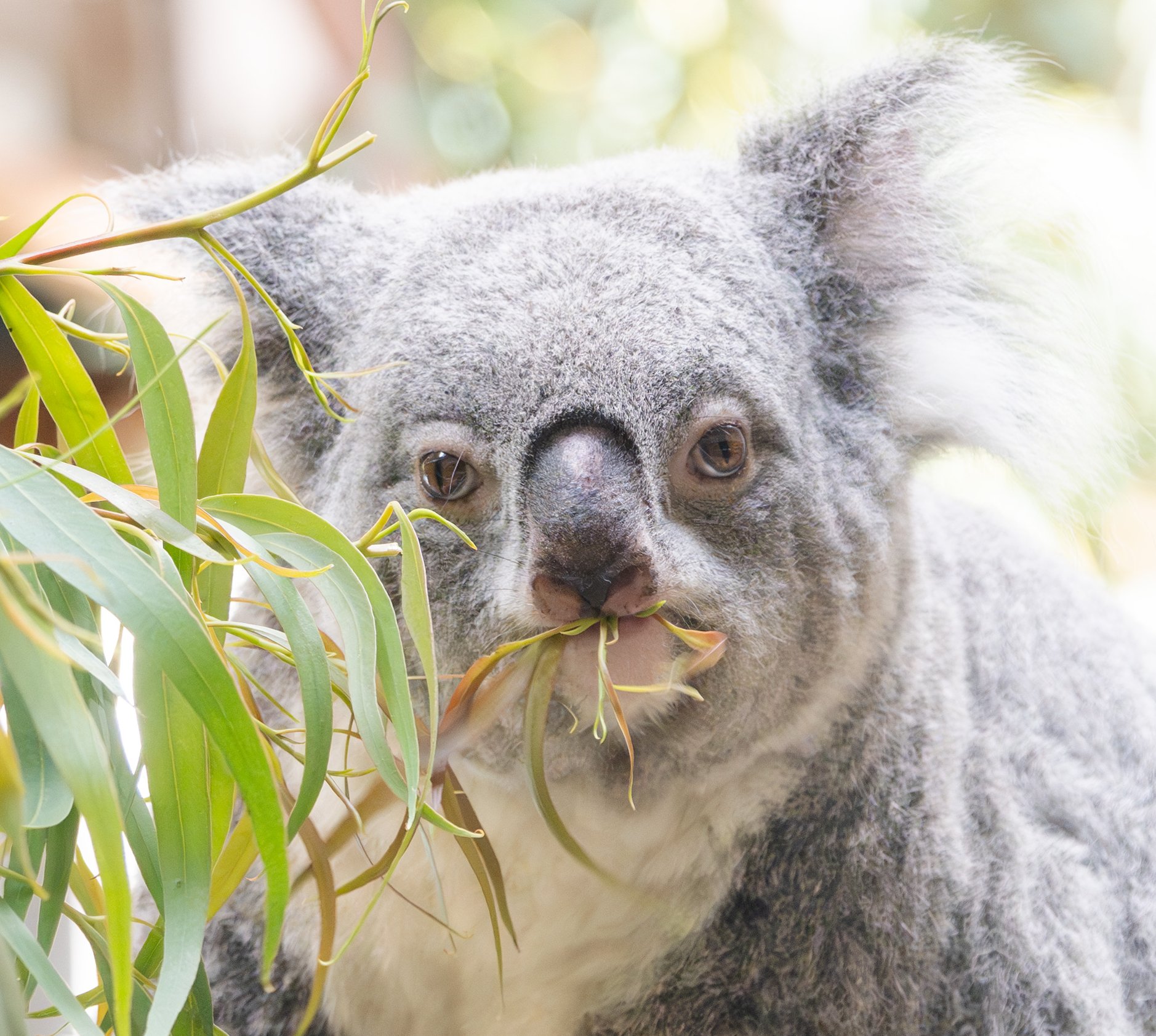 コアラ出品 楽天市場】FRPアニマルオブジェ コアラ・50cm【即納可】置物