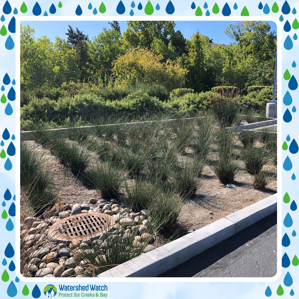 We💙seeing our streets and environment work together! This bioretention area in Santa Clara County is 
designed to collect and filter stormwater runoff.🌧️

🧐Learn more about how Santa Clara Valley agencies are protecting our precious rainwater scvurppp.org/swrp/gsi/
