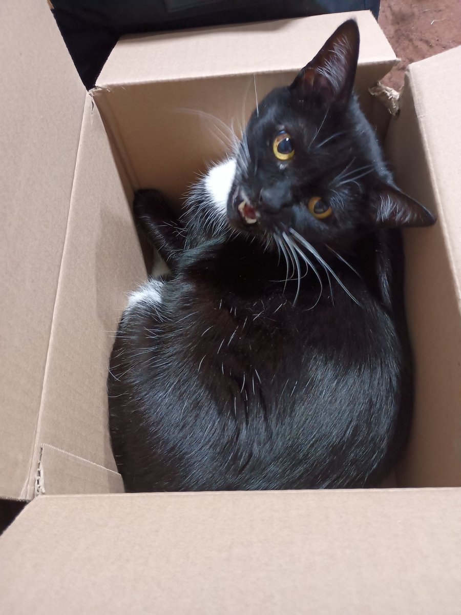 eloisa_pl's tweet photo. @DescuentosRata #MiMascotaRata también disfruta el cyber 🤭😻 https://t.co/cVuydHxfZo
