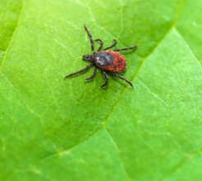 sidhshuk's tweet image. Lyme Disease Detected in Himachal Pradesh, Confirm Doctors;

Was always suspected but it is now confirmed.

Experts say climate change and rising temps responsible.

#HimachalPradesh