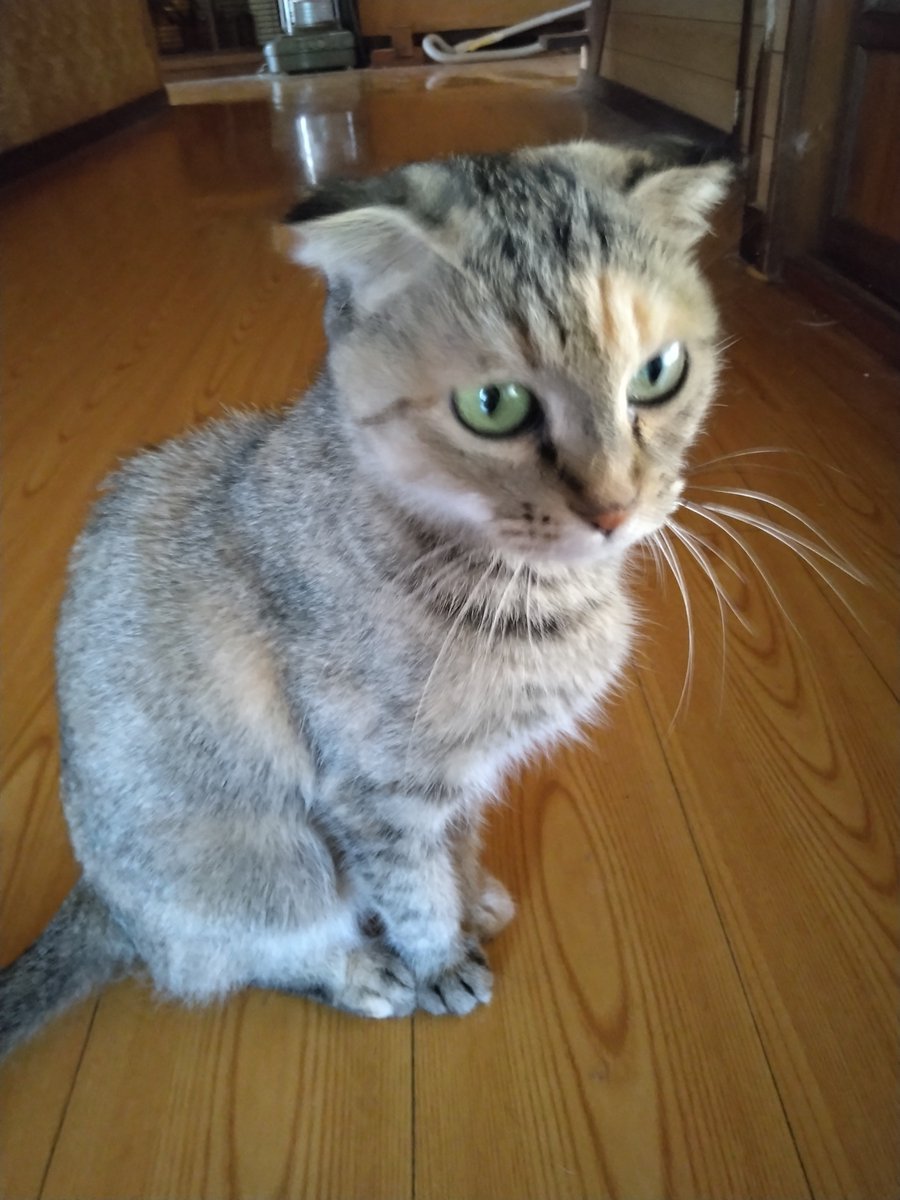 kamikaze_monte's tweet photo. こちらの😺😺😺お三方もお久しぶりだニャン👋

美人🤔3姉妹😺お久しぶりのままw
美人4姉妹😺にはしてません😆✋ https://t.co/JHU4OwpmTW
