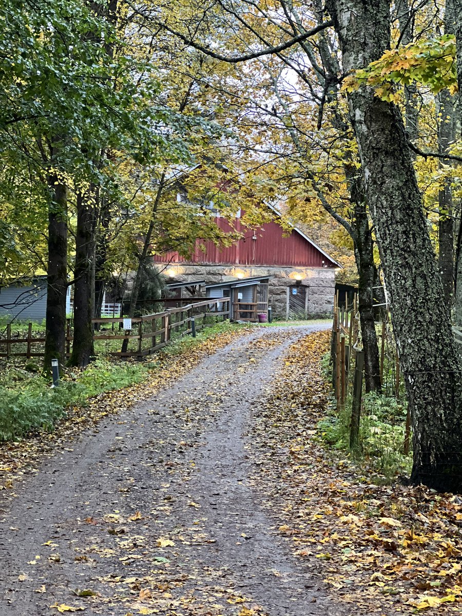 Kukko kiekuu #hyväelämä’n kartanolla <a href="/foibekartano/">Foibekartano</a>