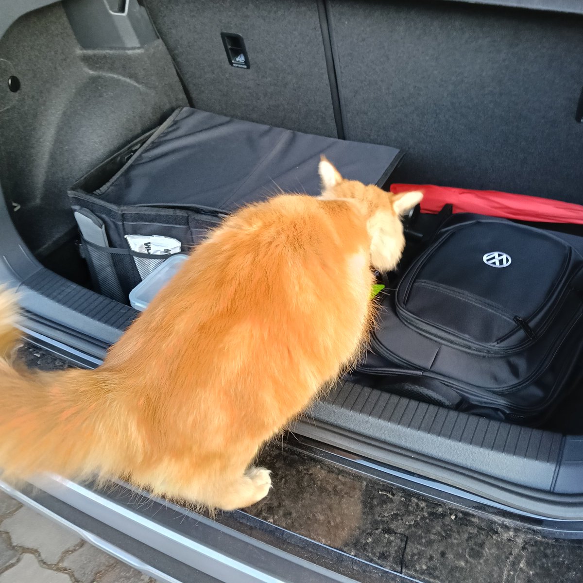 YsoSeriousMark's tweet photo. Not my cat, but look who wanted to go to work with me... 🐾🐈 #GingerCat #FriendlyPet https://t.co/IvogxuL7xl