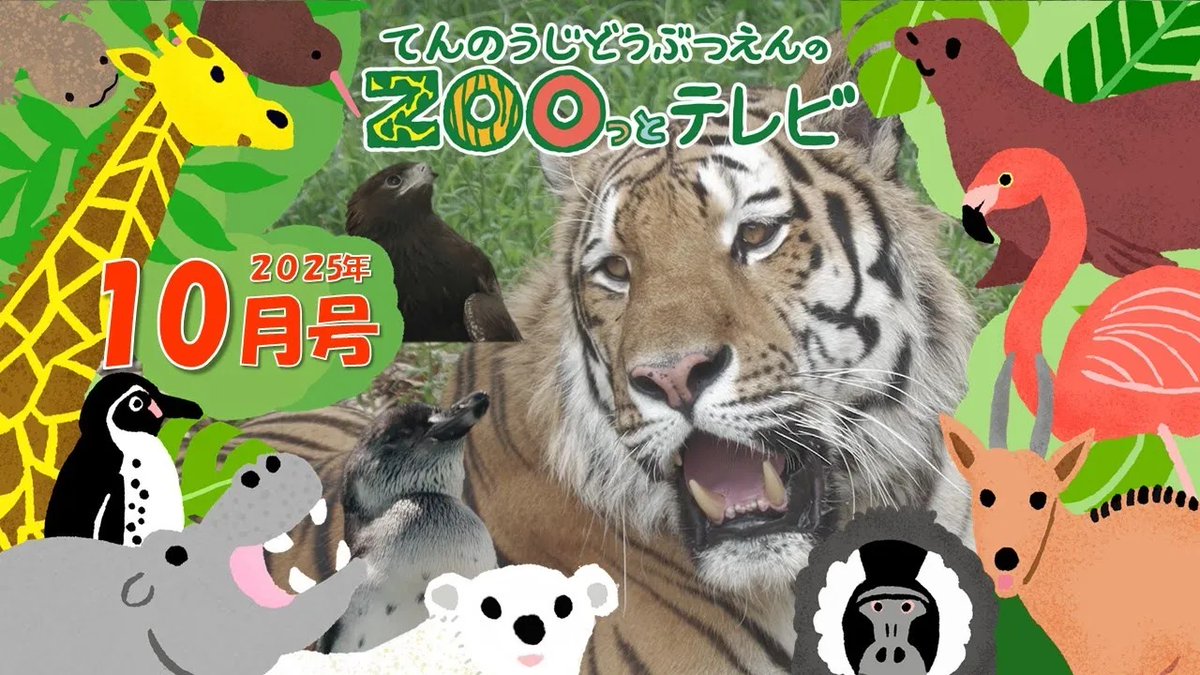 tenzootv_jcom's tweet photo. 10月号が放送中です✨

🐧すくすく成長中！令和7年生まれのどうぶつたち
🐅アムールトラのショウヘイが仲間入り
📺入園者110万人目特別セレモニー

▼番組ウェブページ https://t.co/uc6rdHoAf4   

▼YouTubeでもご覧いただけます！  https://t.co/3YcaeSMhXZ https://t.co/uU8IDpB048