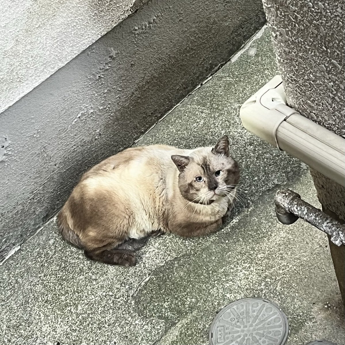 favo_papa's tweet image. 昨日は地域猫活動ꧦ𐅁𐀸𐋠𛰙᭜𖫴𖫰𖫱𖫳𖫲𖫲𖫳𖫴𖫰𖫱꛰ﯩᩝ︪᭜𖫴𖫰𖫱𖫳𖫲𖫲𖫳𖫴𖫰𖫱꛰ީᩝ𛰚

警戒心強くて大柄の猫さん

少しずつ慣らしてやっとこさ捕獲成功‼️😅✌️

#地域猫活動
#TNR
#野良猫
#猫