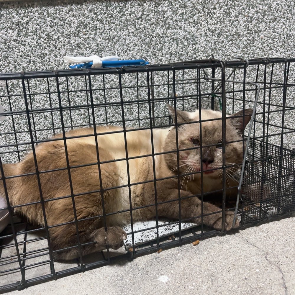 favo_papa's tweet image. 昨日は地域猫活動ꧦ𐅁𐀸𐋠𛰙᭜𖫴𖫰𖫱𖫳𖫲𖫲𖫳𖫴𖫰𖫱꛰ﯩᩝ︪᭜𖫴𖫰𖫱𖫳𖫲𖫲𖫳𖫴𖫰𖫱꛰ީᩝ𛰚

警戒心強くて大柄の猫さん

少しずつ慣らしてやっとこさ捕獲成功‼️😅✌️

#地域猫活動
#TNR
#野良猫
#猫