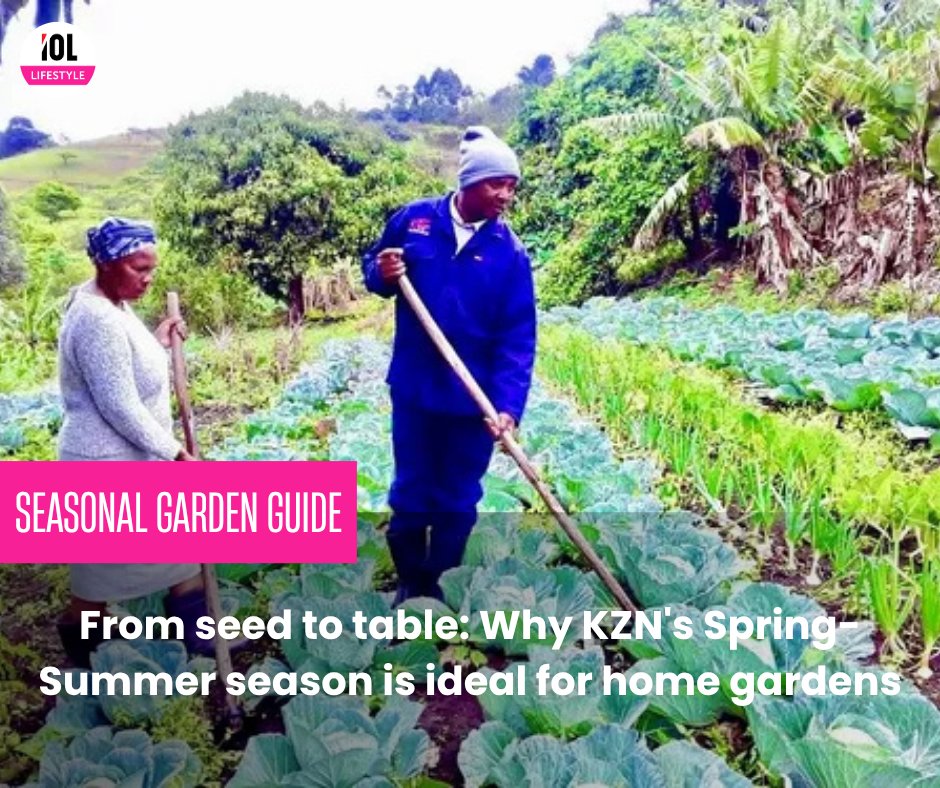 IOL_Lifestyle's tweet image. KwaZulu-Natal’s Spring-Summer climate offers the perfect conditions for home gardening from planting vibrant veggies to harvesting fresh herbs straight to your table.
#SeedToTable #KZNGardening #HomeGardenSA #SpringSummerHarvest 
Read on tinyurl.com/2u3m9nmu