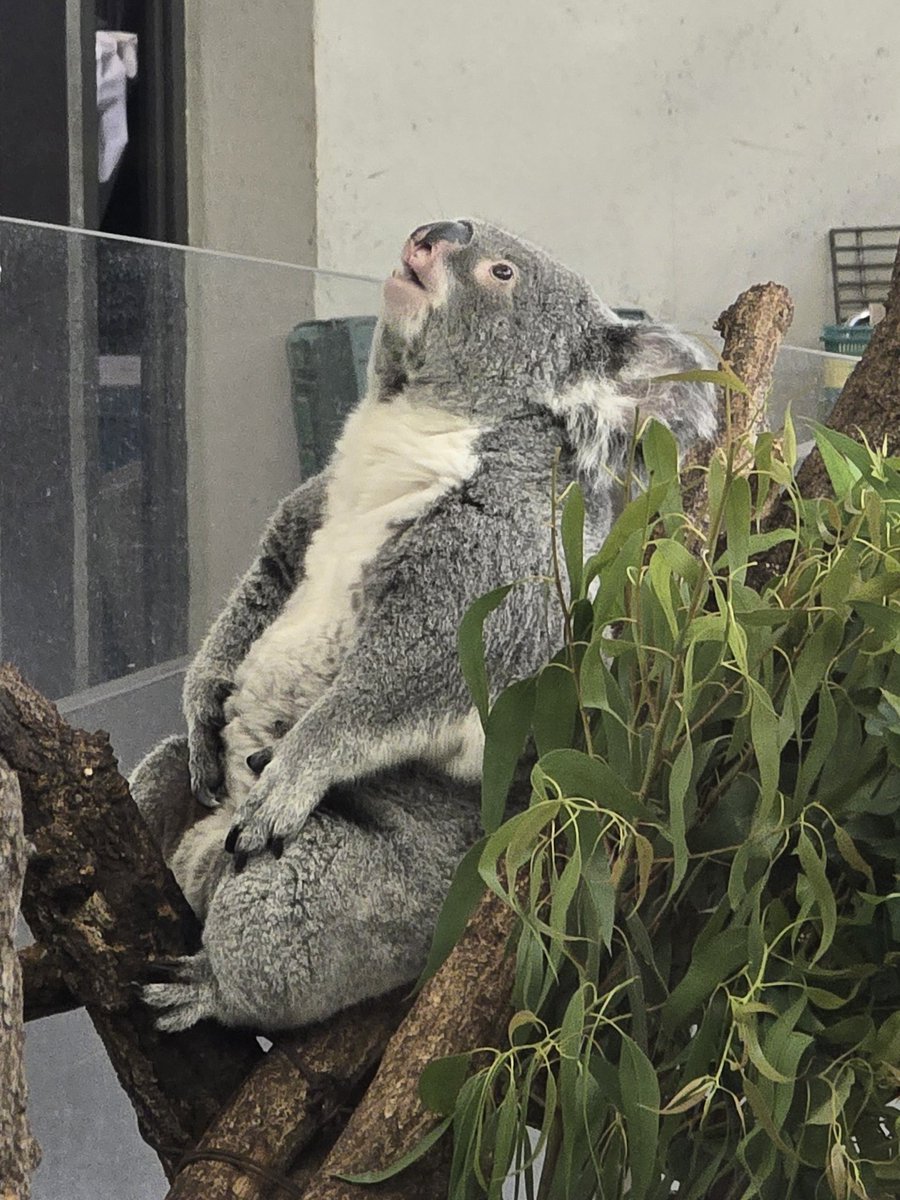はぁ……😮‍💨

#こまち　#コアラ　#多摩動物公園