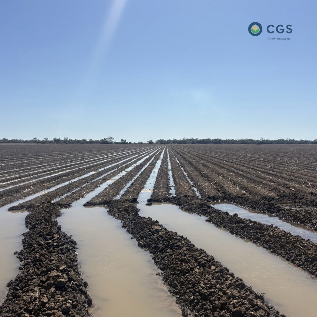 Summer planting is in full swing for CGS Wee Waa growers 🌱
Sorghum is up and thriving, and cotton is already getting its first drink. Wishing everyone a smooth and successful season ahead!