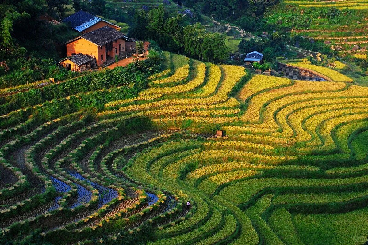 BeautyJiangxi's tweet photo. Beautiful Jiangxi: Named one of the world’s ten most beautiful terraced fields, the Taoyuan terraced fields stretch across 10 square kilometers of mountain slopes in Jiangxi, creating a stunning landscape of layered fields and gentle curves. https://t.co/Oygu5JkRno