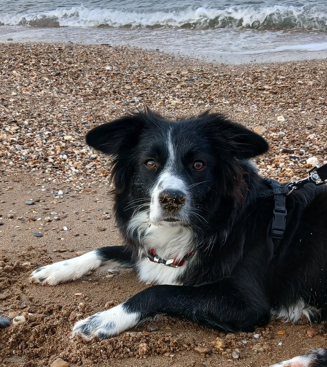 BelinakiD's tweet image. &quot;I&apos;ve been digging. So, what?&quot; ❤ 🐾
#rescuedog #mixedbreed #BorderCollie #PuppyLove
#OctoberMood #DogLovers #AdoptDontShop
