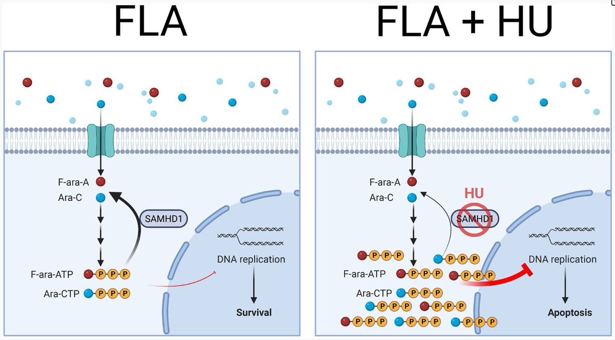Addition of hydroxyurea (hydroxycarbamide) enhances the efficacy of fludarabine/cytarabine-based salvage regimens against acute myeloid leukaemia 
buff.ly/TONm3iX