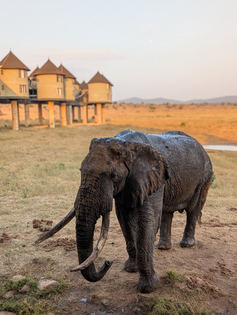sebastianbak05's tweet image. Wild adventures in Kenya 🐘🌍 — made easy with @travalacom and the #AVASmartProgram 💎
Love being a Diamond member — travel, earn, repeat! ✈️✨
@AVAFoundation #TravelSmart #KenyaSafari