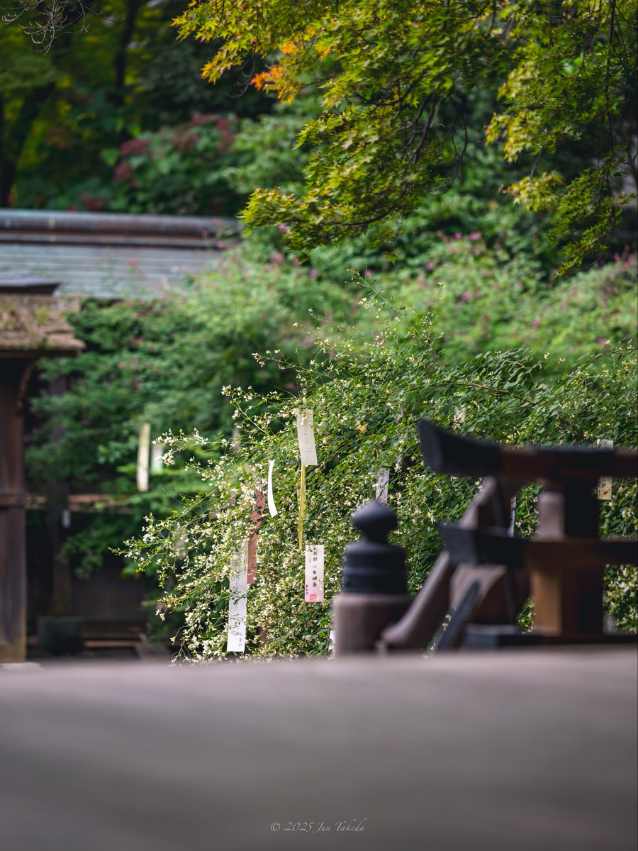 man_tac's tweet image. &amp;lt;京都梨木神社の萩の花&amp;gt;
2025.10.3撮影

#TLを花でいっぱいにしよう 
Leica SL2-S x SIGMA 70-200mm F2.8 DG DN OS | Sports