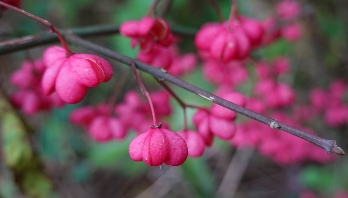 Mooie kleuren van de Wilde kardinaalsmuts. #natuur #herfst Goedemorgen, fijne donderdag. Enjoy your day. #NaturePhotography