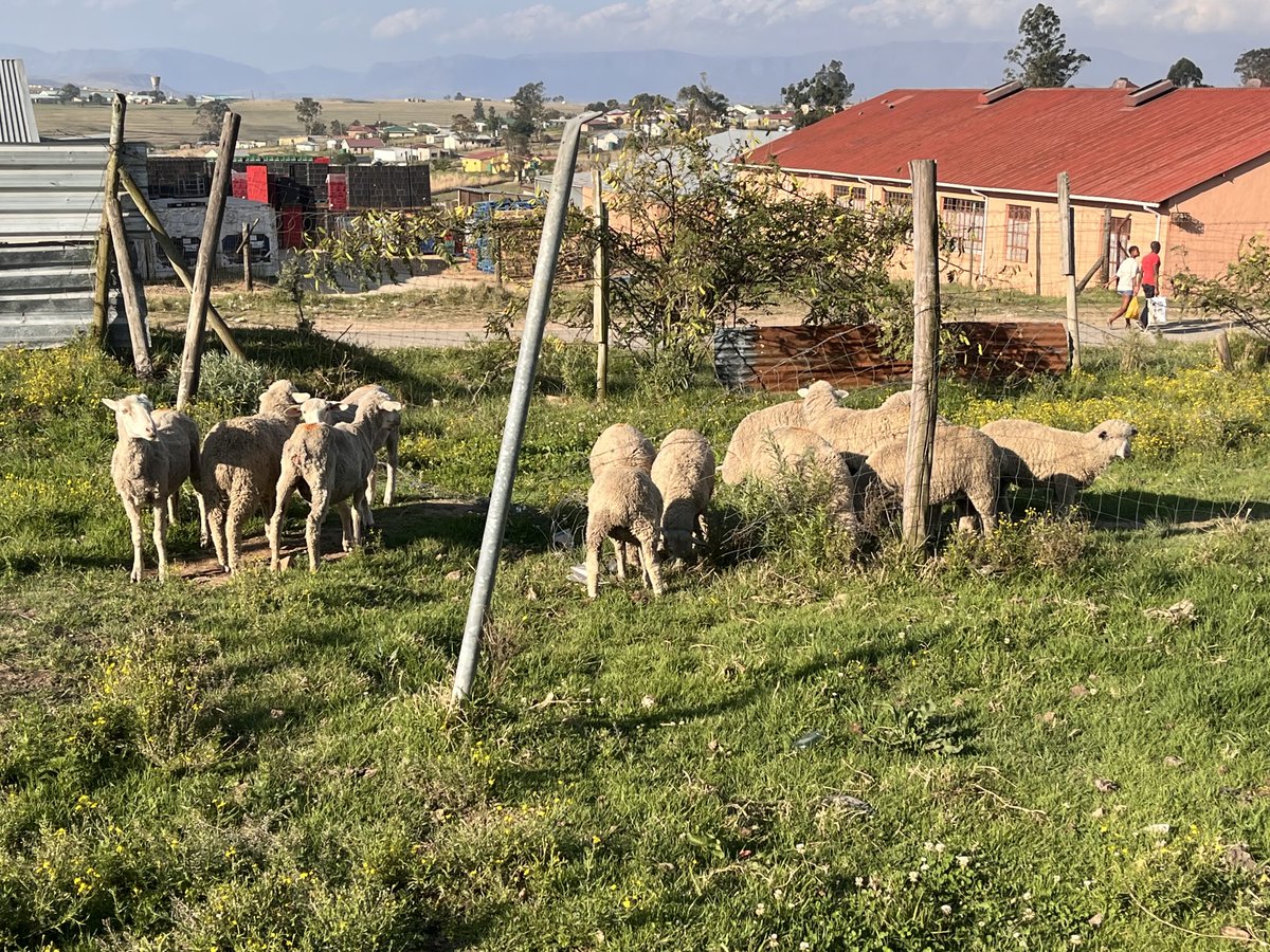 One day we will be called farmers, for now we are mere peasants. Welcome home girls.