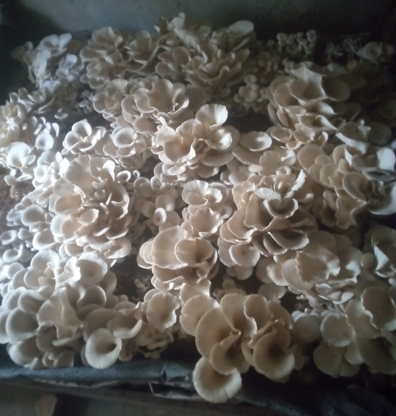 “Oyster mushrooms (Pleurotus ostreatus.) thriving under optimal humidity and temperature conditions. A clear example of sustainable bioconversion of agricultural waste into nutritious food. 🍄🌾 #Mycology #SustainableAgriculture #AgriTech #FungiPower