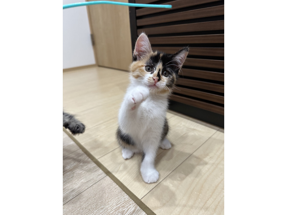 猫の親子 猫の親子の絆を表現 本物 シルクスクリーン 猫の親子