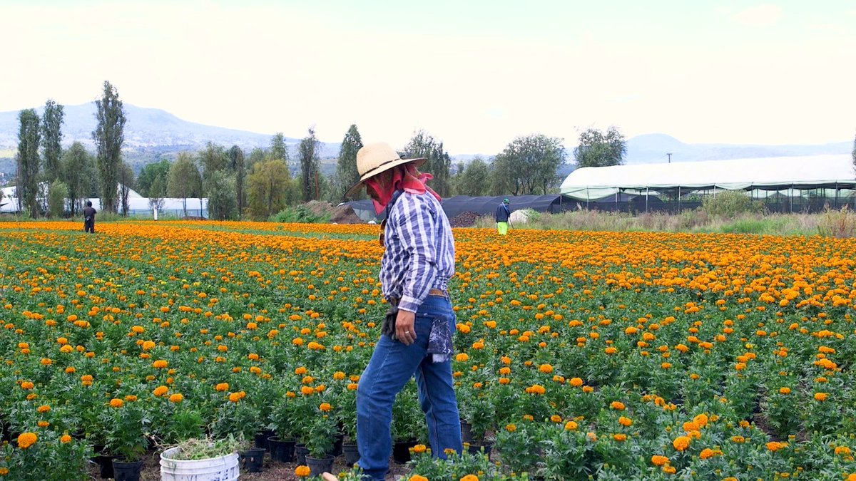 🌼 Ni las lluvias, granizadas o heladas detuvieron a Noel Pérez, agricultor de Xochimilco, quien ya tiene lista la flor de cempasúchil para el Día de Muertos. 

💀 Desde su chinampa en San Luis Tlaxialtemalco, Xochimilco, Noel continúa una tradición familiar de tres generaciones,