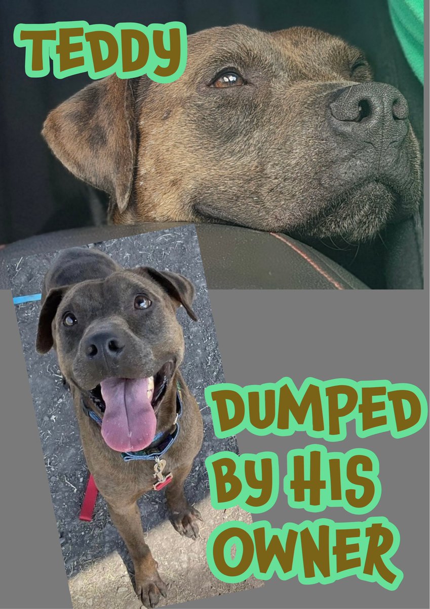 RoCoGB's tweet image. 🆘Plz HELP TEDDY💔
Top of KILL list facing IMMINENT death💔 #A363727
How could anyone dump this beautiful boy at a KILL shelter?
But that’s EXACTLY what TEDDY’s owner did🤬
What’s not 2 love: really good boy, social &amp;amp; friendly
🆘TEDDY needs you🙏
Plz help #Pledge 4 him #Adopt him…