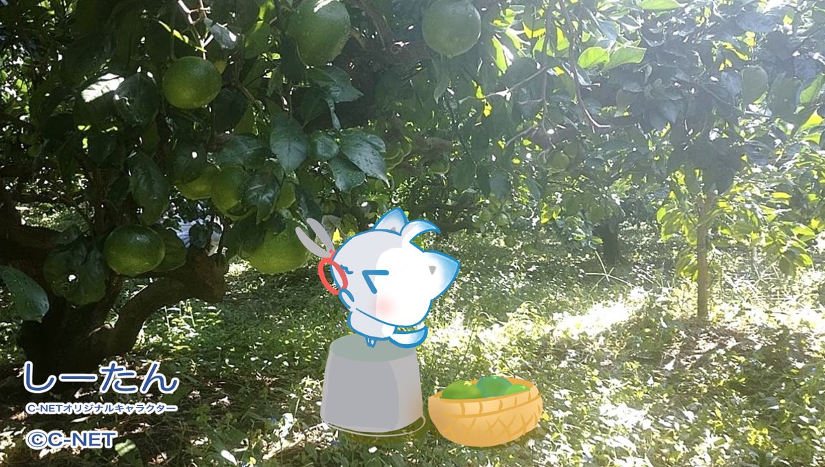 JDCS_2022's tweet image. しーたん🦊「おはようたんo(*°ᗜ°*)o☀️

今日はみかん狩りに来たよ🍊
早生みかんはちょっとすっぱいけど
さっぱりおいしいたん🧡

いっぱい採って ももたんたちにも
…あげる…ん…_(⸝⸝-𖥦-⸝⸝`_)⌒)_💤

今日もよろしくね🍊٩(｡˃ ᵕ ˂｡)و🧡

#企業公式が挨拶を言い合う
#企業公式相互フォロー祭り