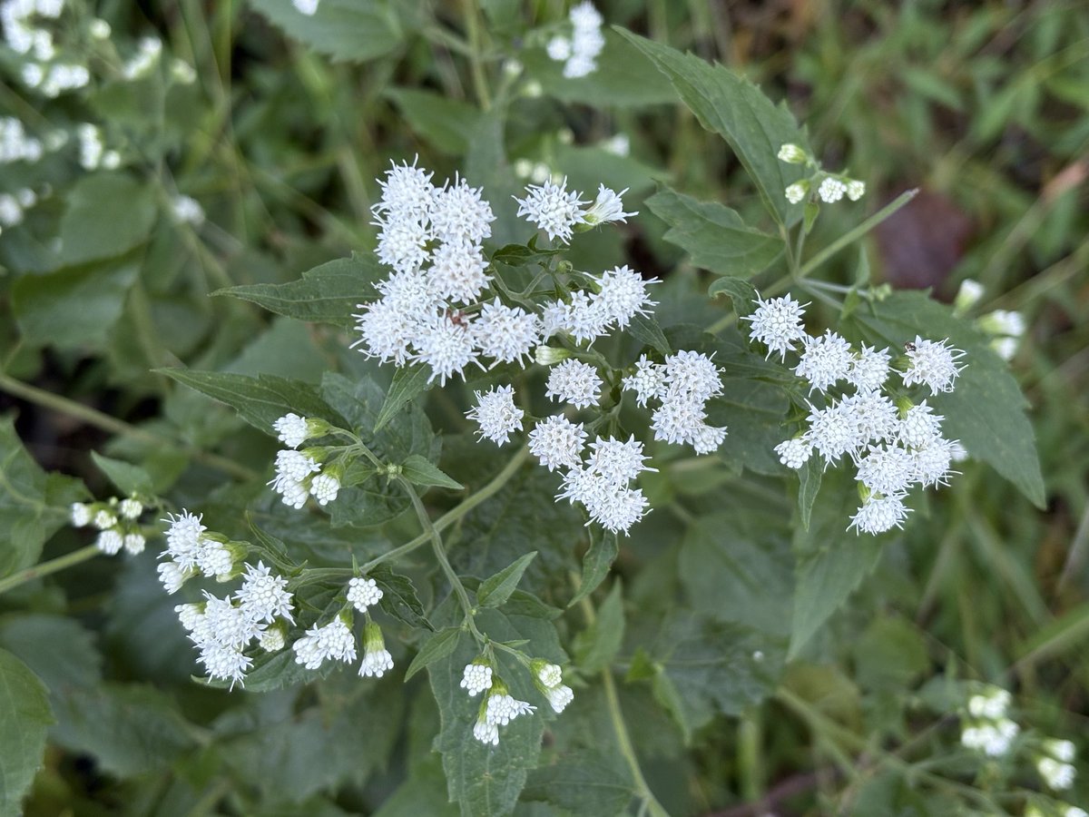 무슨 꽃일까?마치 별 사탕 같다!!!