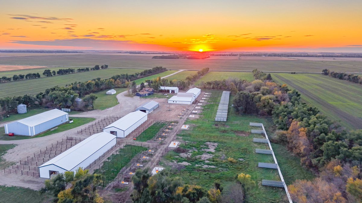 bullbuilder's tweet photo. The next step…Northland Sires Inc.  #NSI #BullStud https://t.co/Z3zAvBavTD