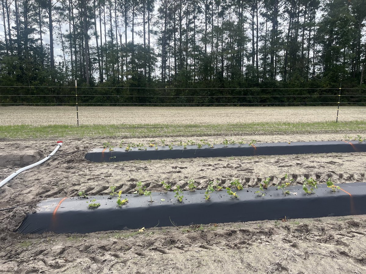 Strawberries in the ground today! We will have three strawberry trials this year, two at the Research Station in Castle Hayne and one at a commercial farm. We will monitor for spider mites, thrips, and sap beetles. I'm getting excited about this strawberry season 🍓