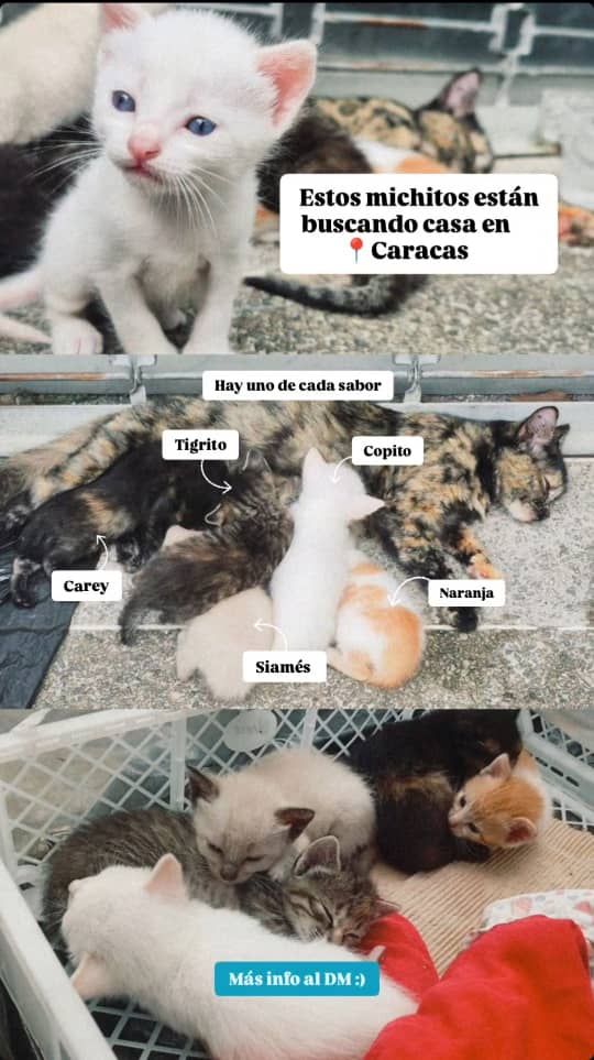 Esta gata dio a luz en la calle, se ubica en El paraíso/ Av O'Higgins. Se requiere temporal para ella y los gatitos, aún está amamantando. 

Teléfono de contacto: 04167256444