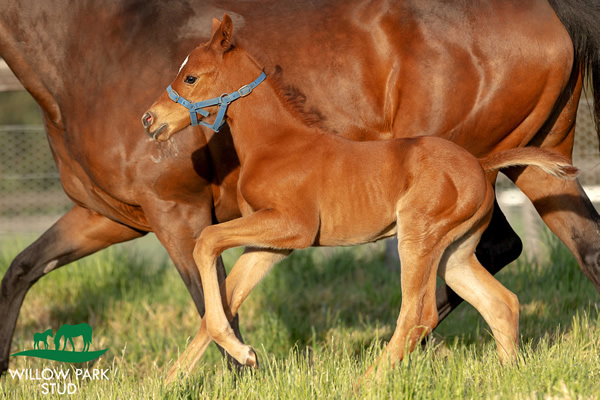 Breednet Foal Gallery - new additions from Willow Park include first foals of SW mares Viva Vienna (NZ) and Miss Charlie Brown, colts by Tassort and Capitalist breednet.com.au/foal-gallery/  <a href="/NewgateFarm/">Newgate</a> <a href="/WillowParkStud/">WillowParkStud</a>