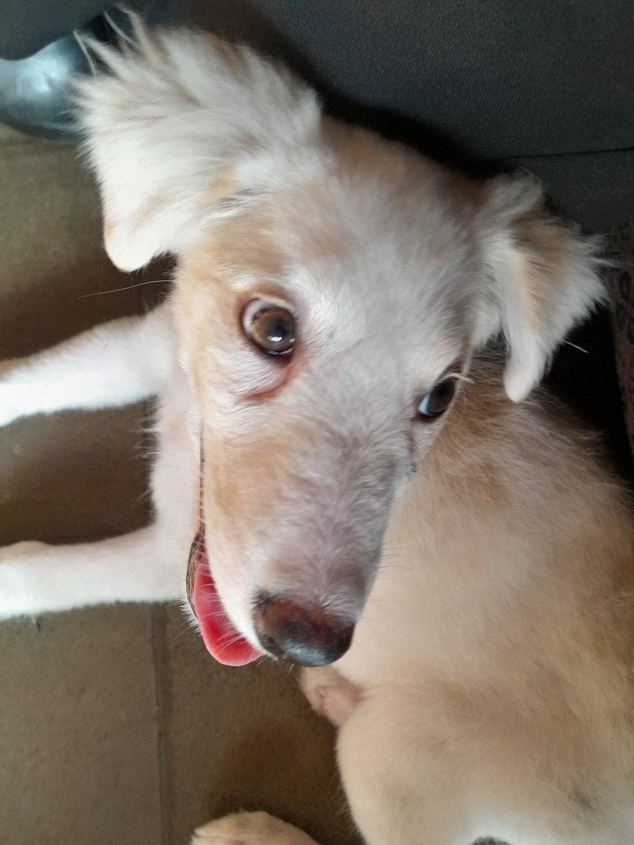 lyssitta's tweet photo. SERVICIO SOCIAL✅️
SE BUSCA A SU FAMILIA 📣📣📣
Perrita encontrada en Cuidad delgado colinas del norte
Si la anda buscando o si la reconoce por favor contactarse al 76415936 https://t.co/B1STscdTN4