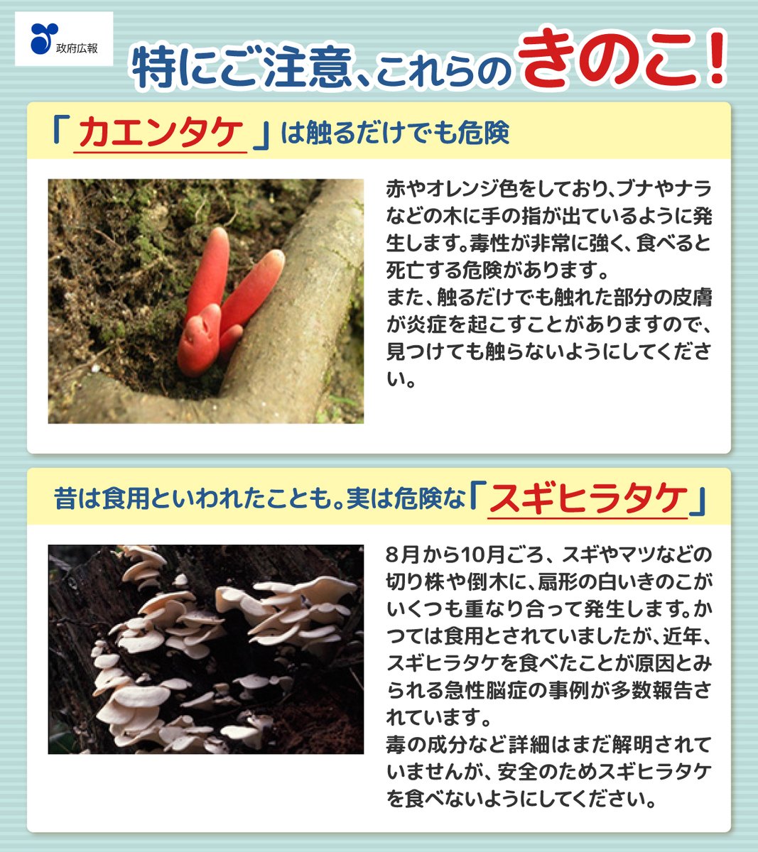📢今日は「きのこの日」です🍄 きのこには、食用とよく似た見かけを