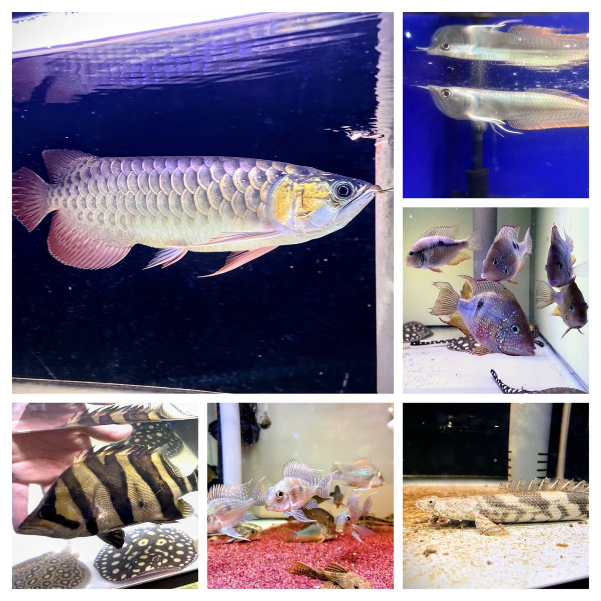 今週の入荷です！ 今回のオススメ魚はアロワナ各種、希少なダルマ 
