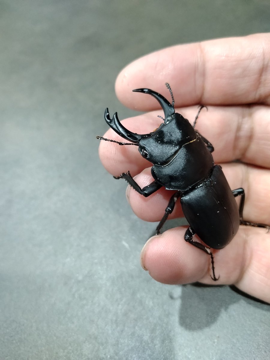 raionsan08's tweet photo. ヒメオオガリズム
虜になりそう https://t.co/2uPgR3KVni