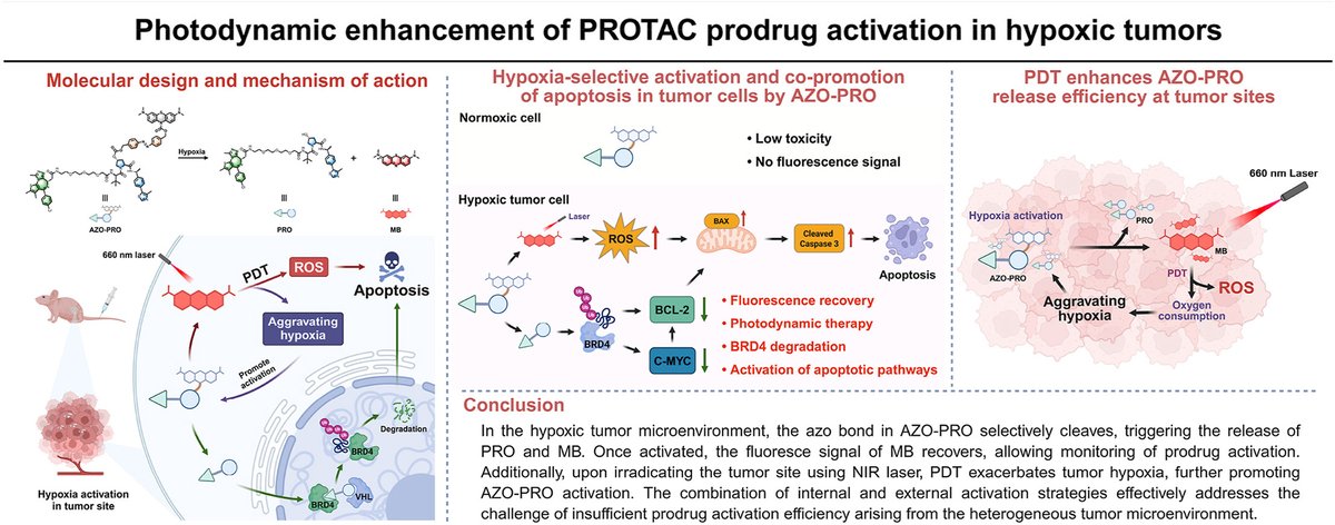 ActaPharmSinB's tweet image. Article✍️#Photodynamic enhancement of #PROTAC #prodrug activation in #hypoxic #tumors. From Dr. Li @HunanUniversity; @HuNanUni. 
sciencedirect.com/science/articl….
