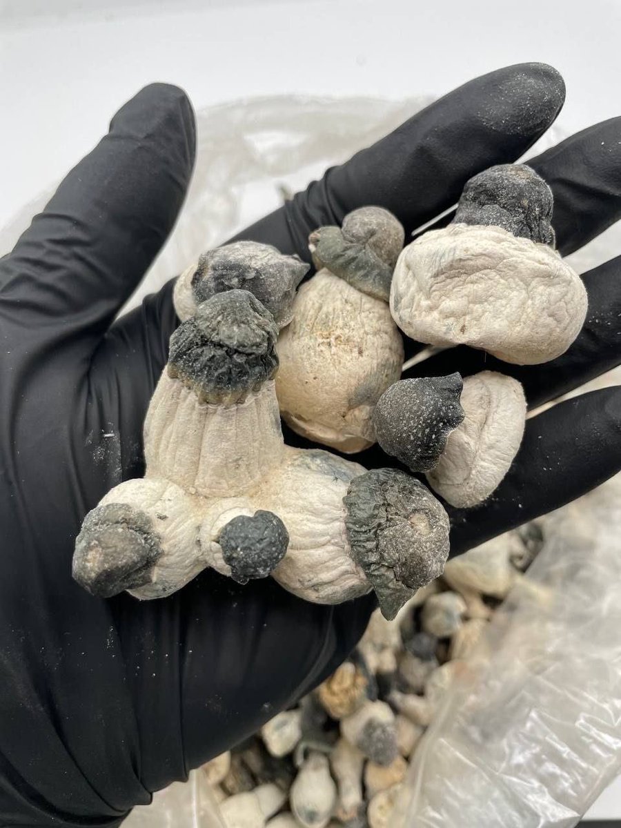 stevegetit's tweet image. Magic Mushrooms creates a
sensation of openness, helps deal
with depression and anxiety,
corrects bad habits and helps you
find a new appreciation in life,
friends and family and reminds
you of the things that truly
matter in life. It feels amazing and
can be a visually journey.
