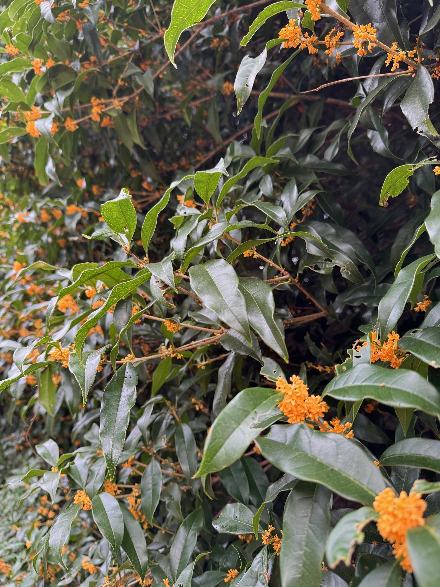 都立光が丘公園 on X: 