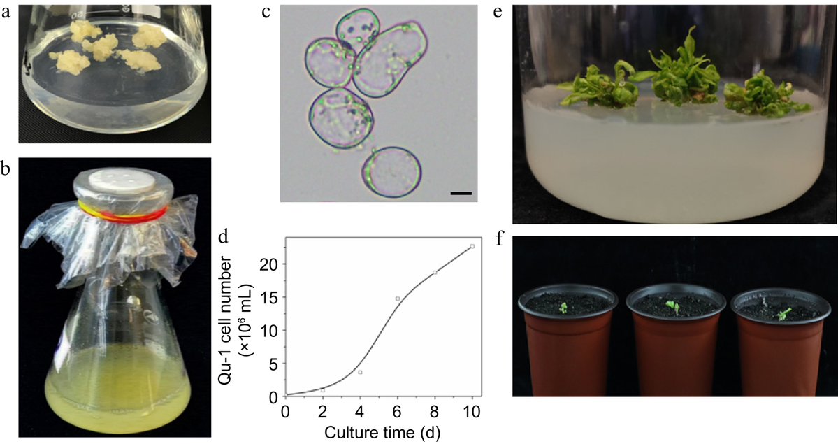 ForestryRes's tweet image. #ForestryRes #woodyplant #transformations
We created a unique poplar cell line, Qu-1, with a homozygous genome. It’s highly viable, regenerates into whole plants, and has efficient transformation systems.🌳🧬
@MaximumAcademic @Forest_Research
Details: maxapress.com/article/doi/10…