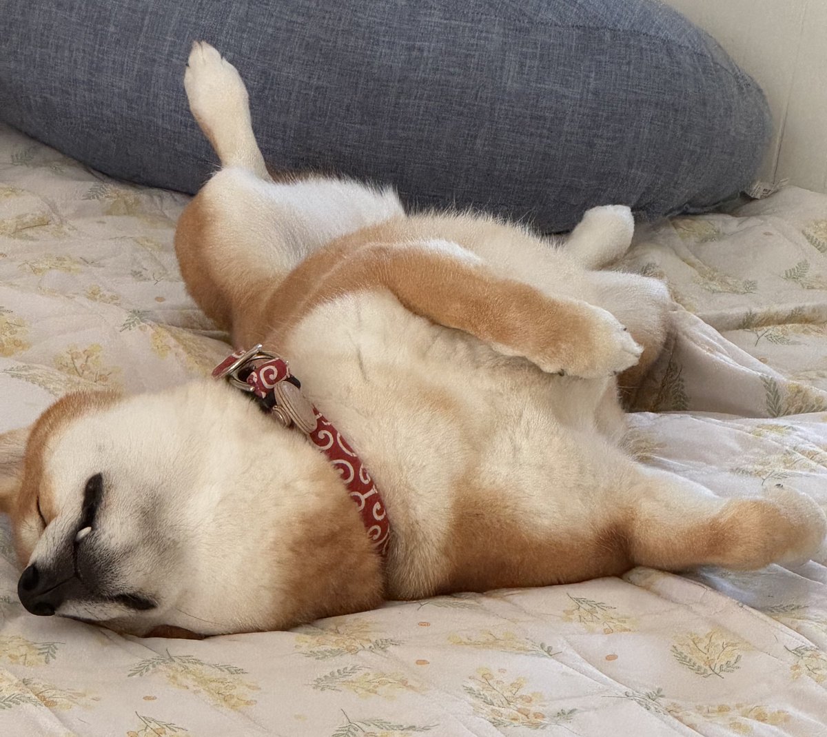 お昼寝💤
#柴犬